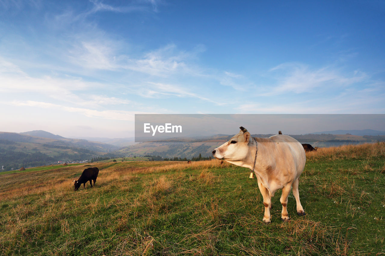 Cows grazing on hill