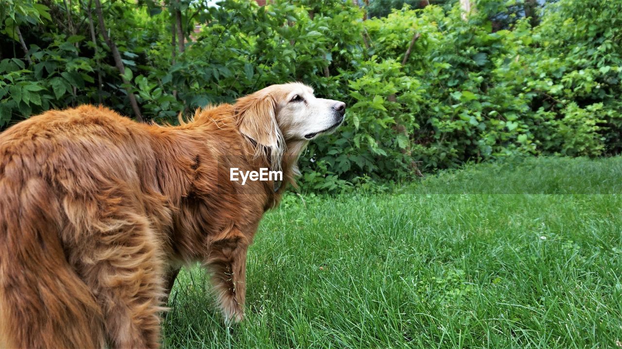 GOLDEN RETRIEVER WITH DOG ON GRASS