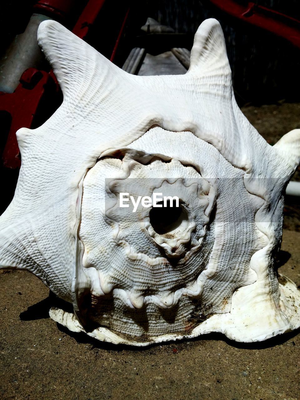 Close-up of seashell on sand at beach