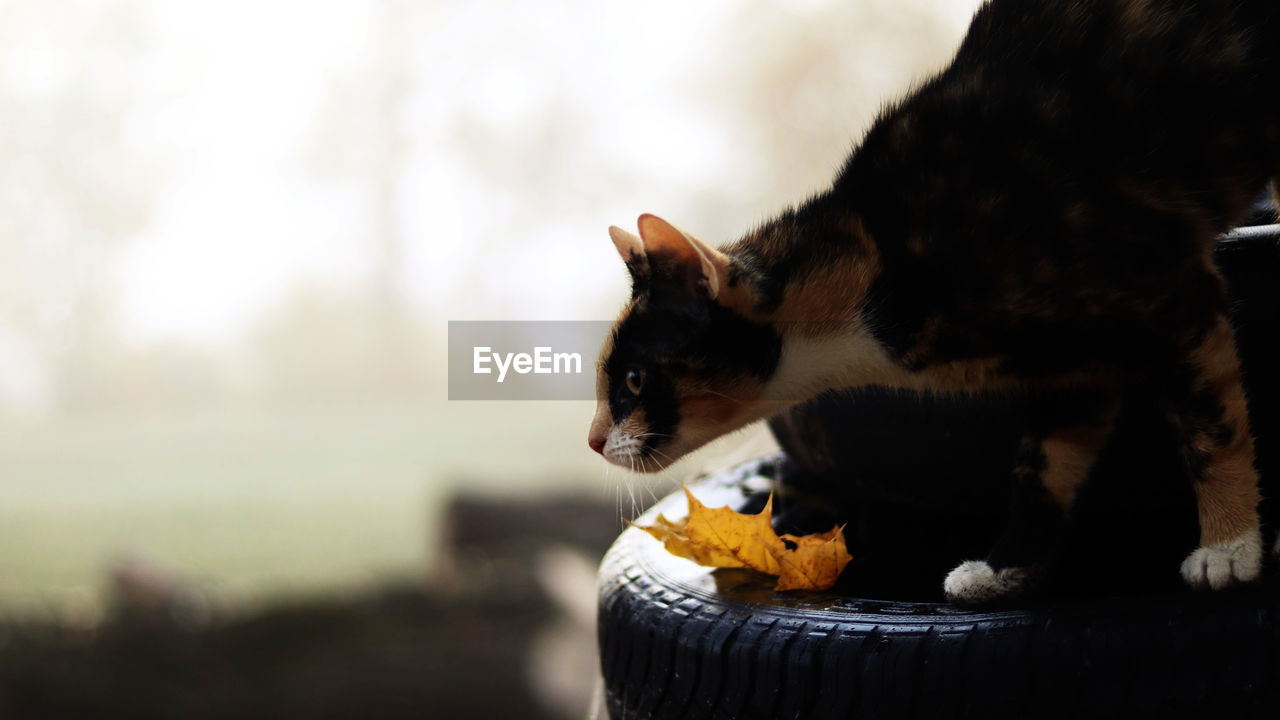 Cat looking away on tire