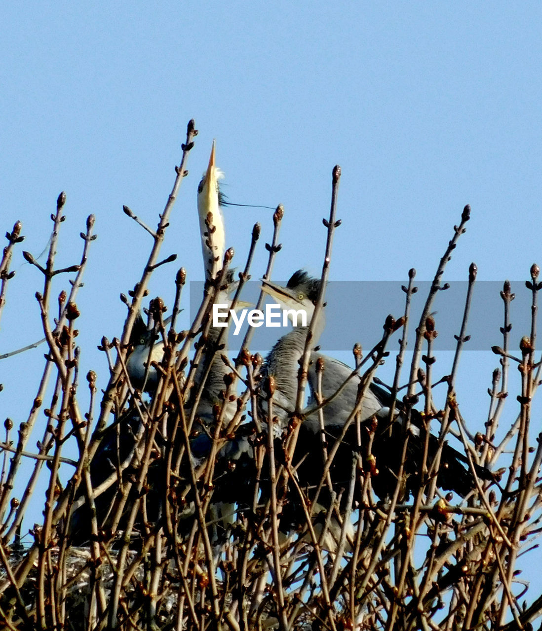 LOW ANGLE VIEW OF A BIRD ON LAND