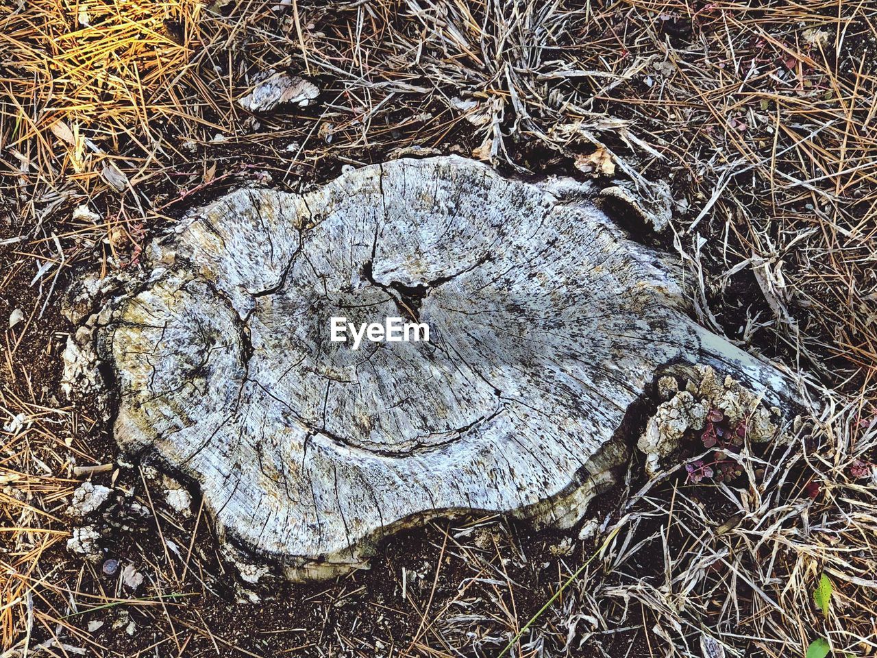 HIGH ANGLE VIEW OF TREE STUMP IN FOREST