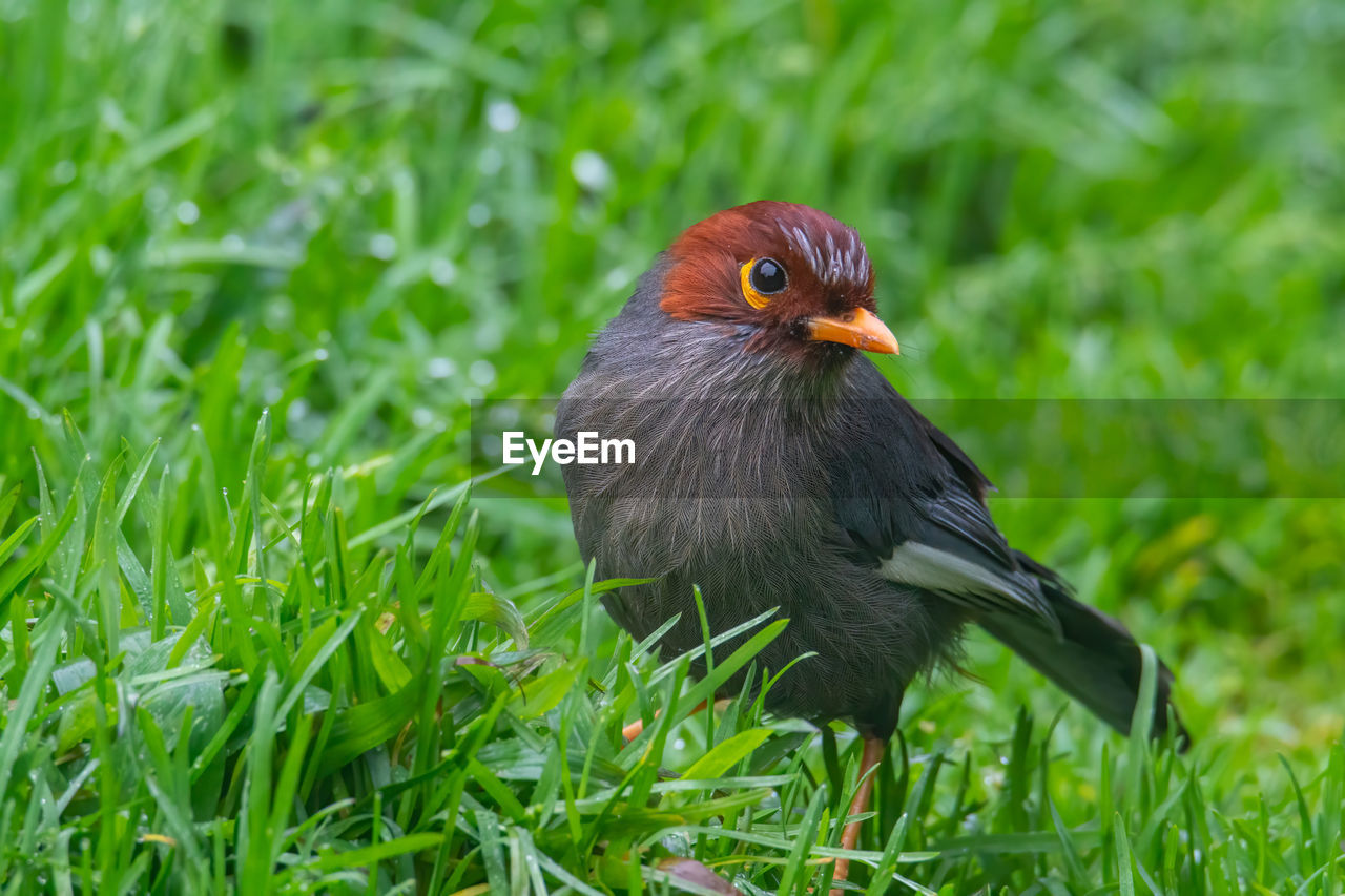 CLOSE-UP OF A BIRD PERCHING ON GRASS