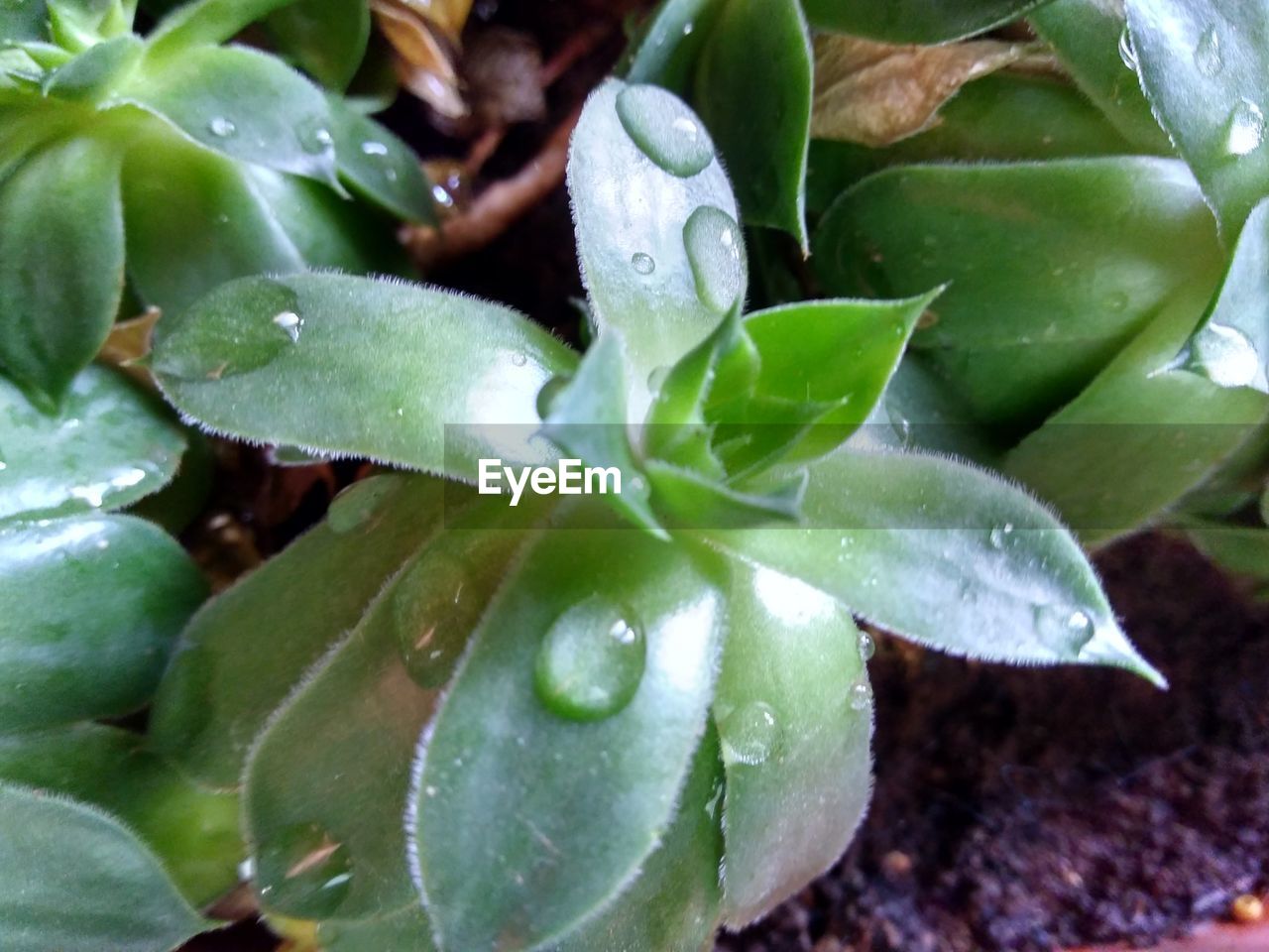 CLOSE-UP OF WATER DROPS ON LEAF