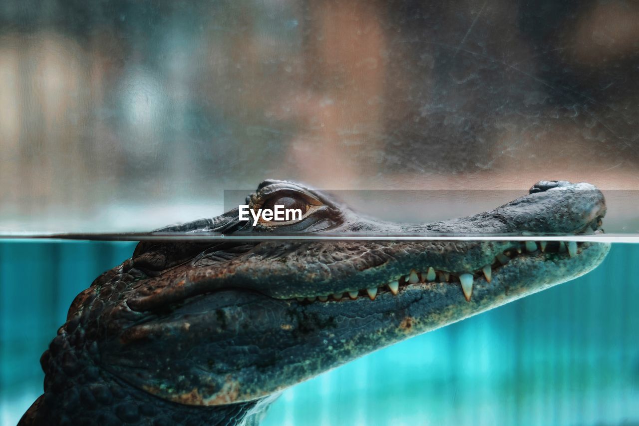 Close-up of young crocodile swimming in aquarium