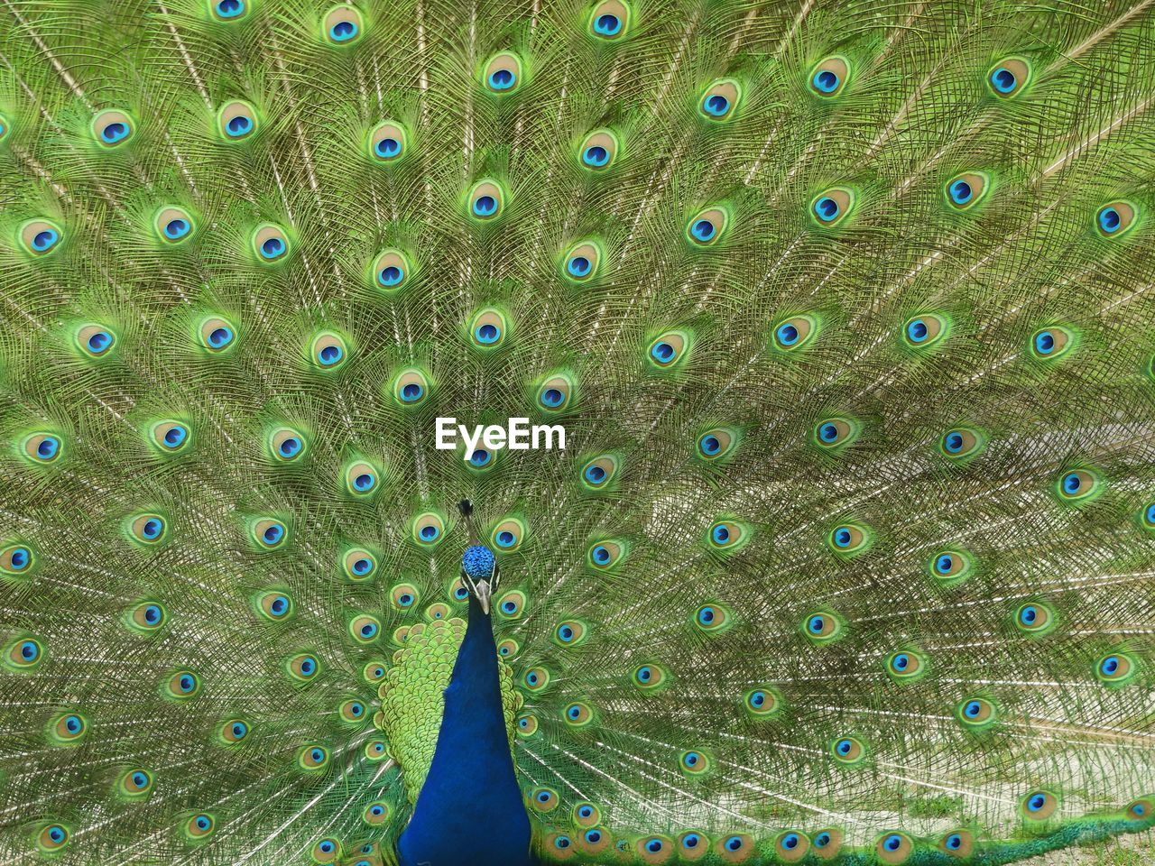 FULL FRAME SHOT OF MULTI COLORED PEACOCK FEATHERS