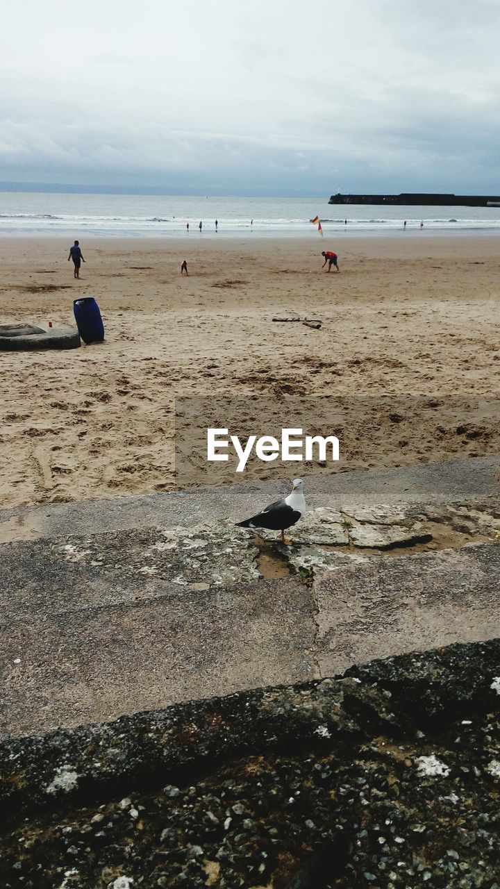 VIEW OF BIRDS ON BEACH