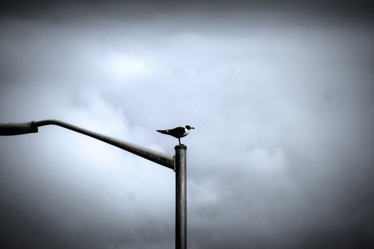 LOW ANGLE VIEW OF BIRDS PERCHING ON STREET LIGHT AGAINST CLOUDY SKY