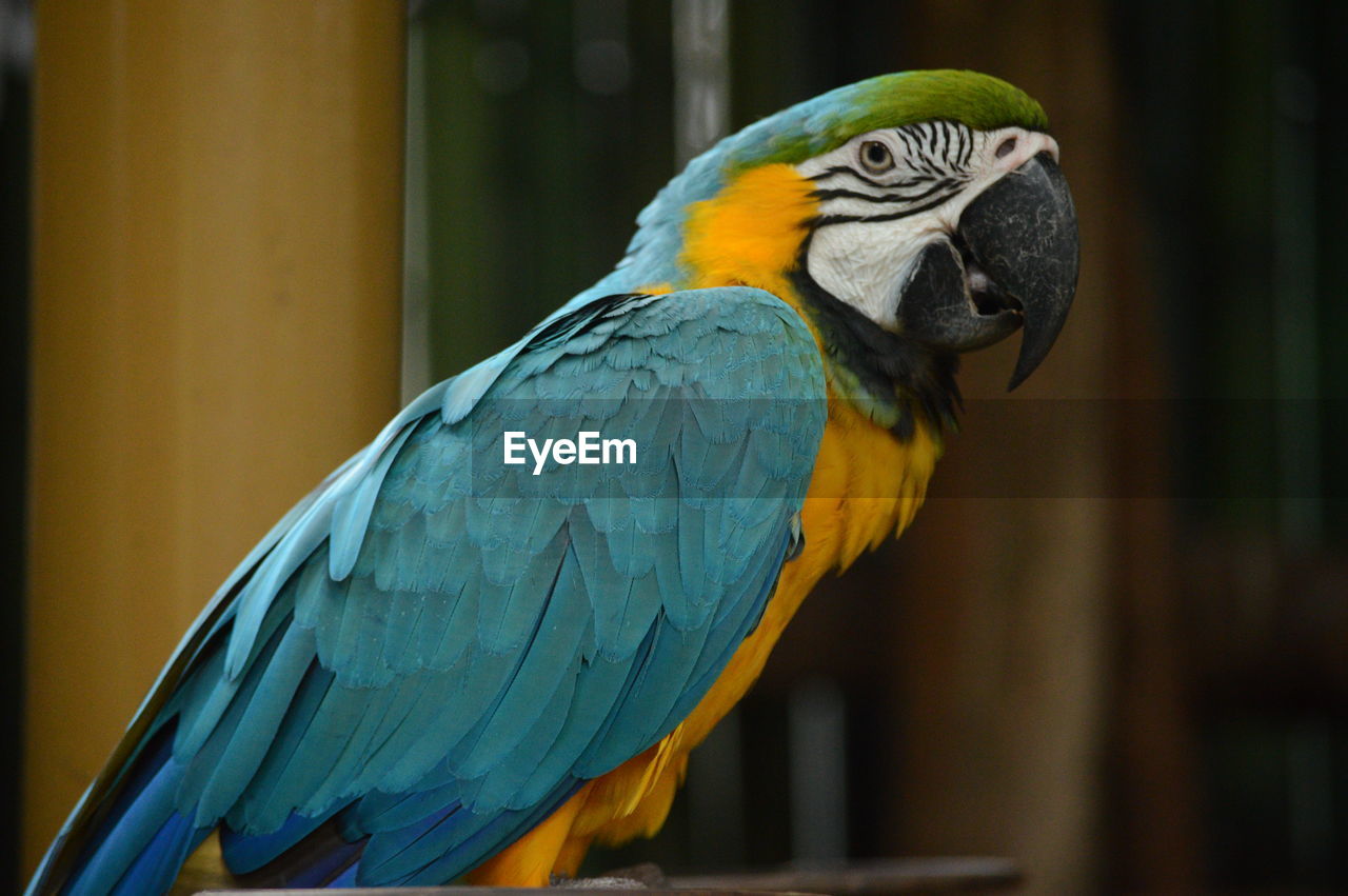 Close-up of parrot