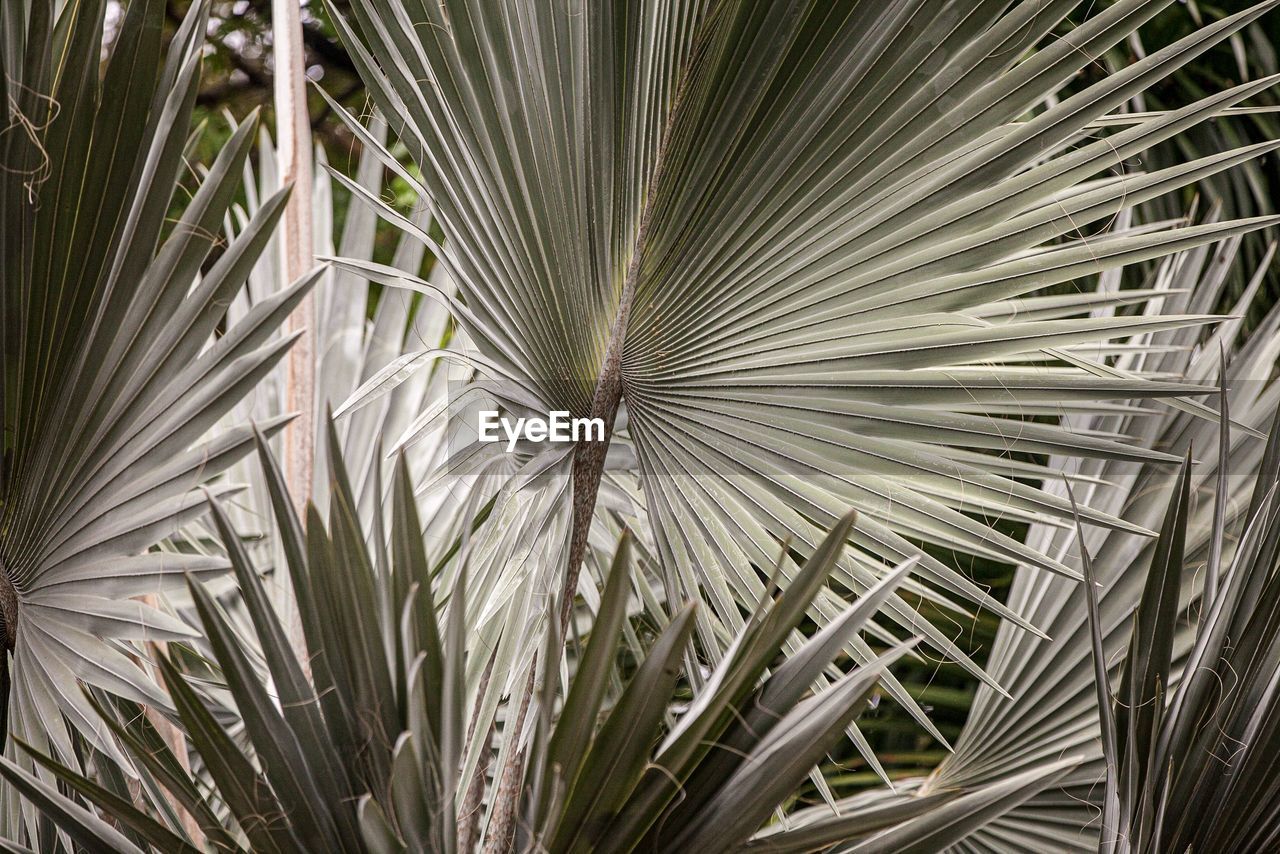 Full frame shot of palm trees