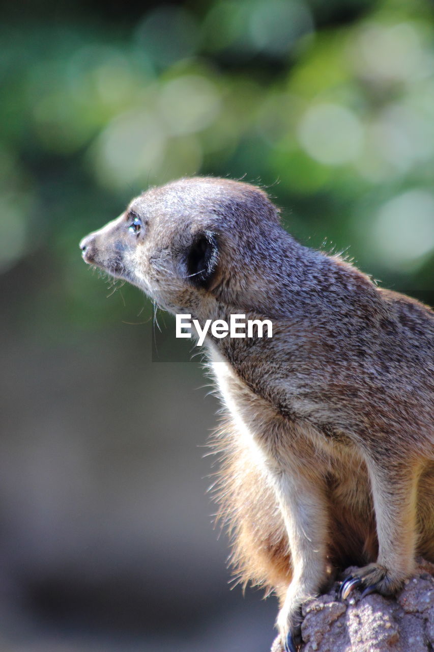 Close-up of meerkat looking away while sitting on rock