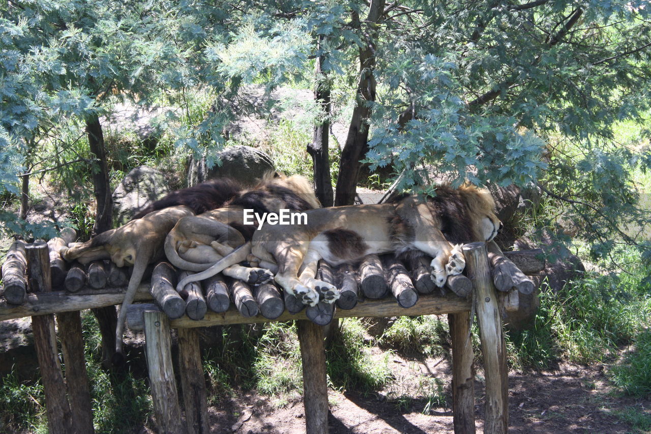 Lions sleeping on logs in forest