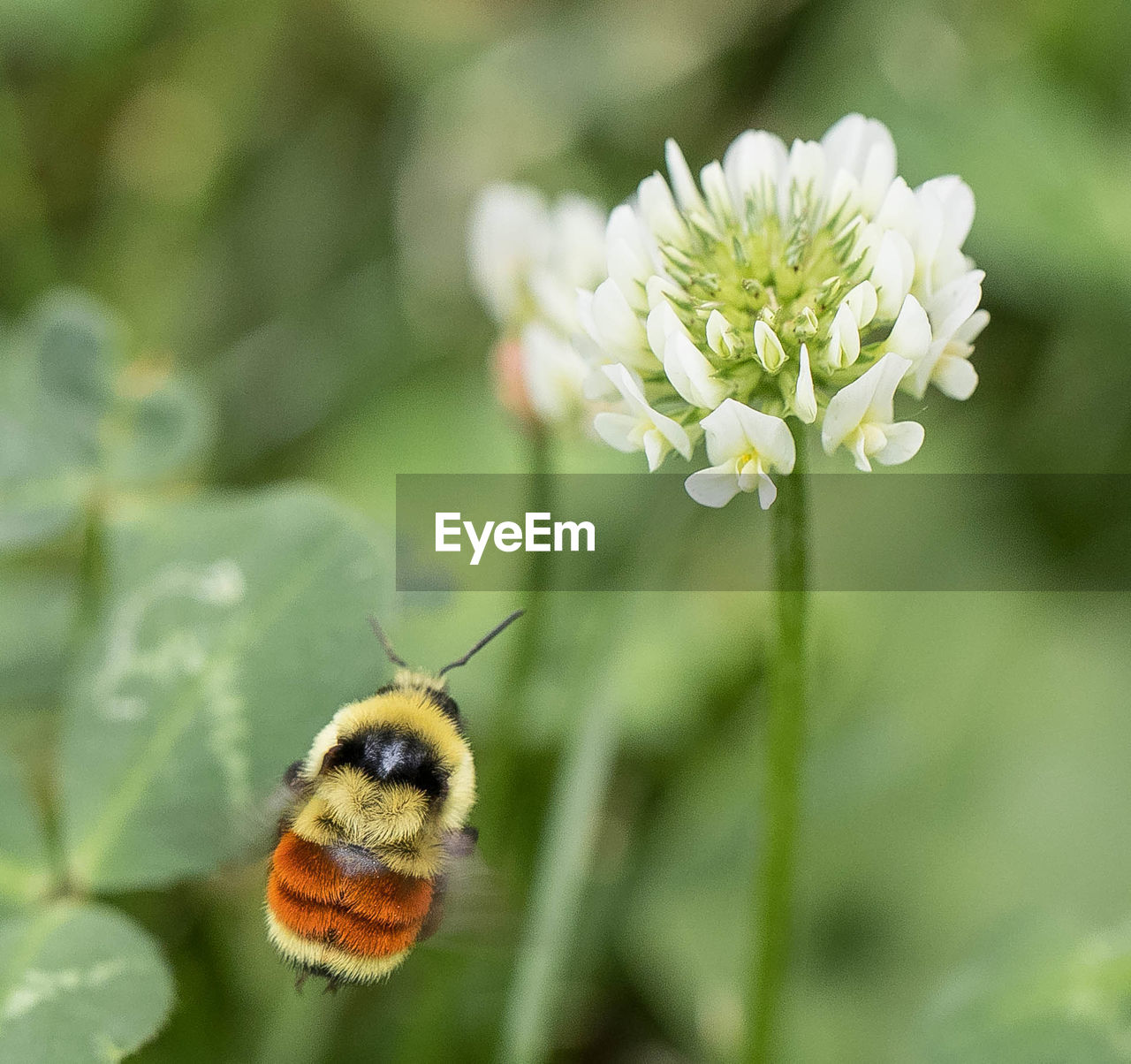 CLOSE-UP OF BEE ON FLOWERS