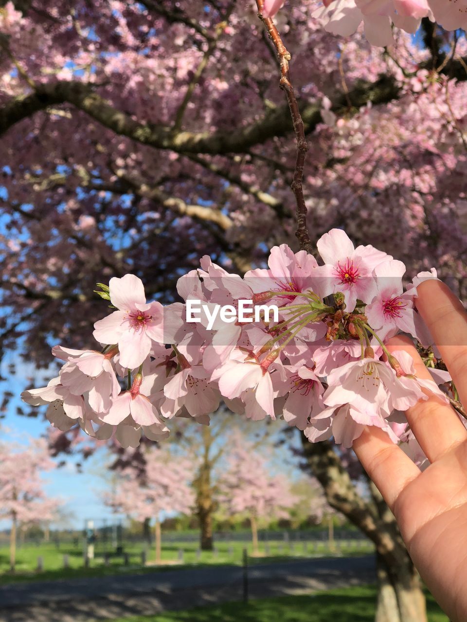 CLOSE-UP OF HAND HOLDING PINK CHERRY BLOSSOM