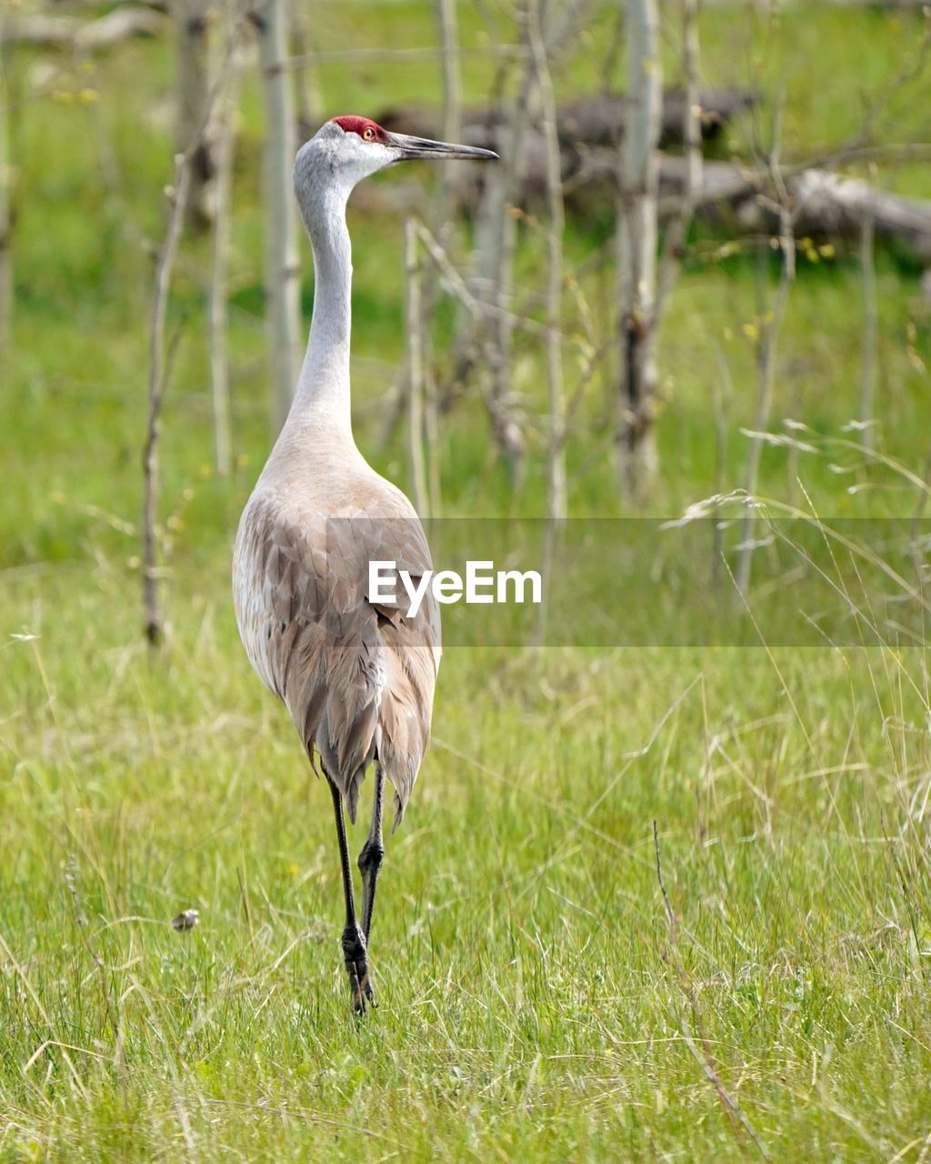 BIRD STANDING ON A FIELD