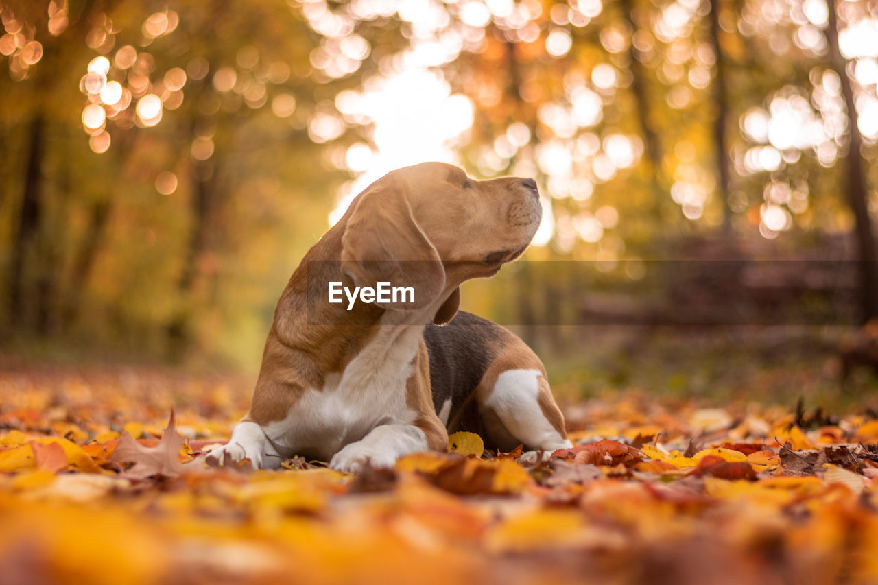SURFACE LEVEL OF A REPTILE ON AUTUMN