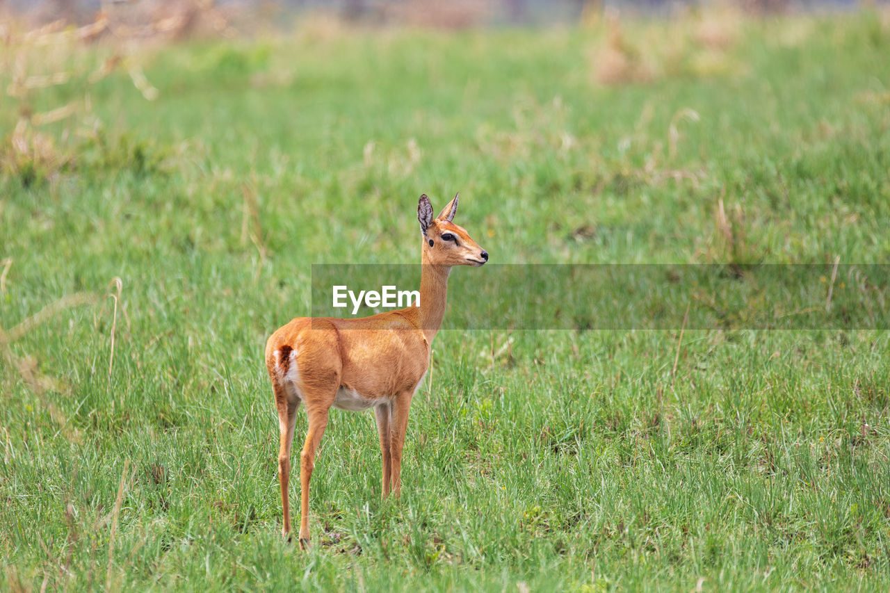animal, animal themes, animal wildlife, wildlife, grassland, mammal, grass, prairie, impala, plant, one animal, no people, nature, full length, standing, gazelle, deer, side view, land, day, green, outdoors, travel destinations, domestic animals, young animal, pasture, field, antelope, savanna, safari, plain, environment, tourism, herbivorous, meadow, beauty in nature, landscape, brown, grazing