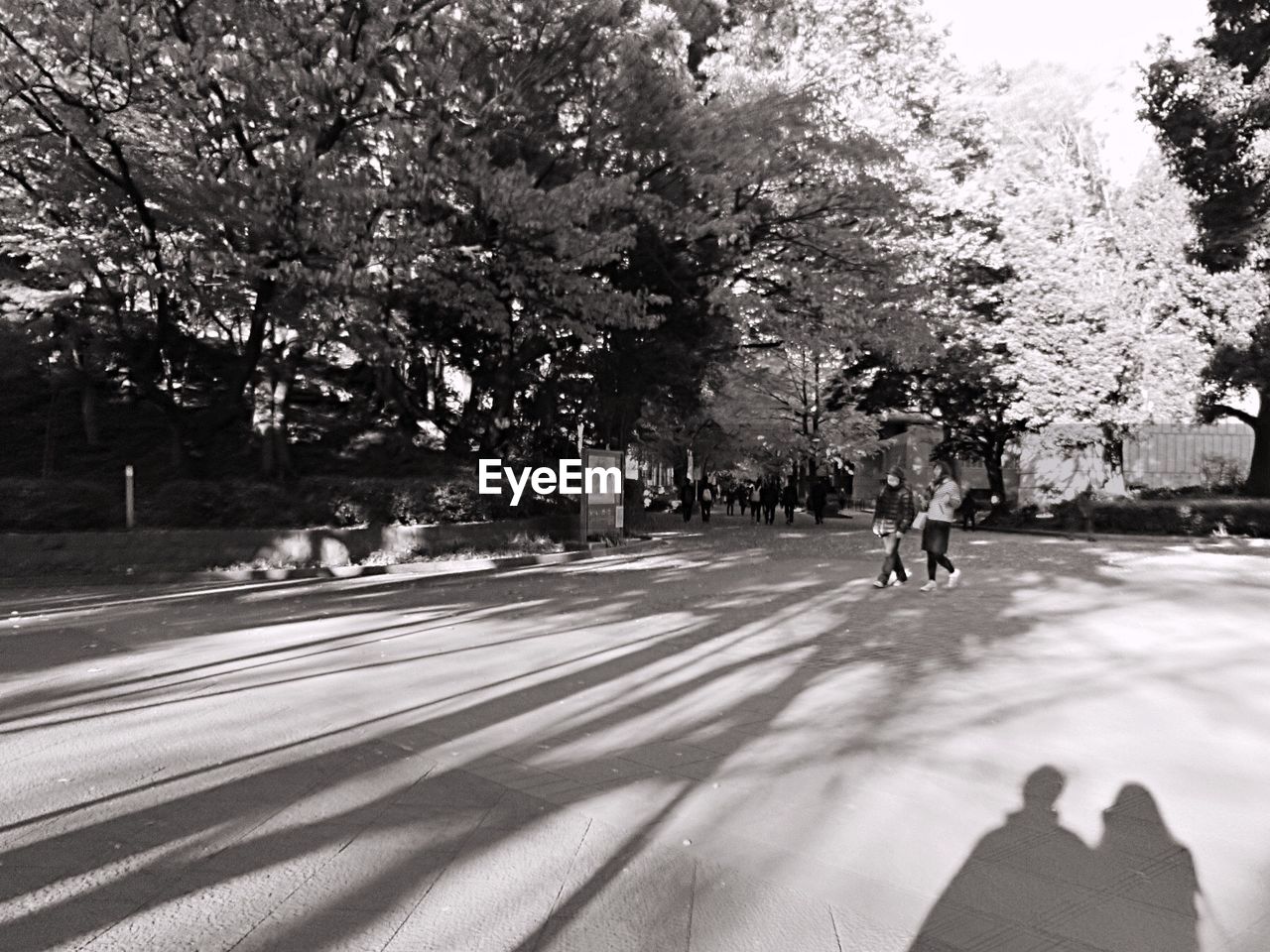 ROAD PASSING THROUGH TREES