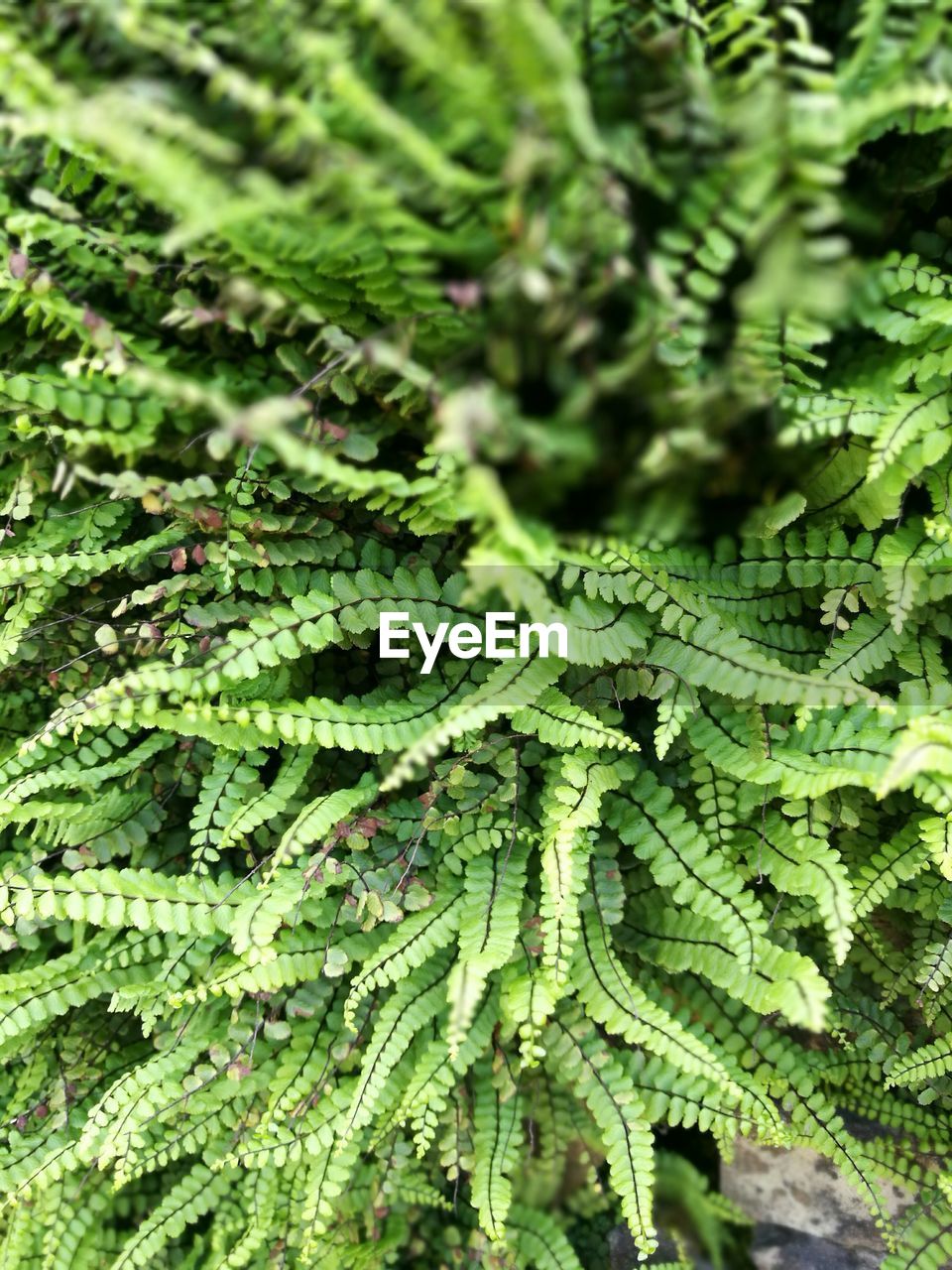 High angle view of plants growing outdoors