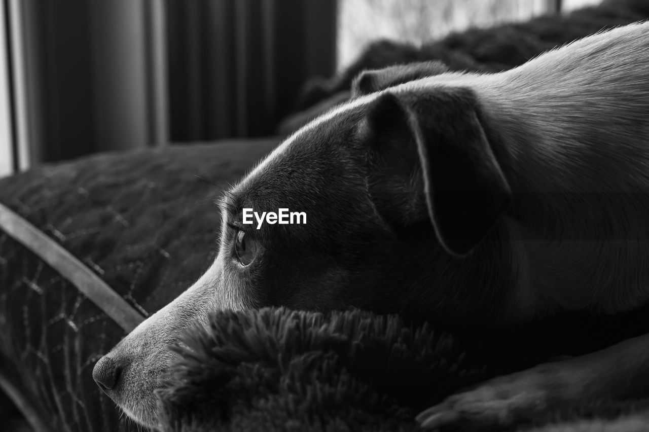 Close-up of dog at home