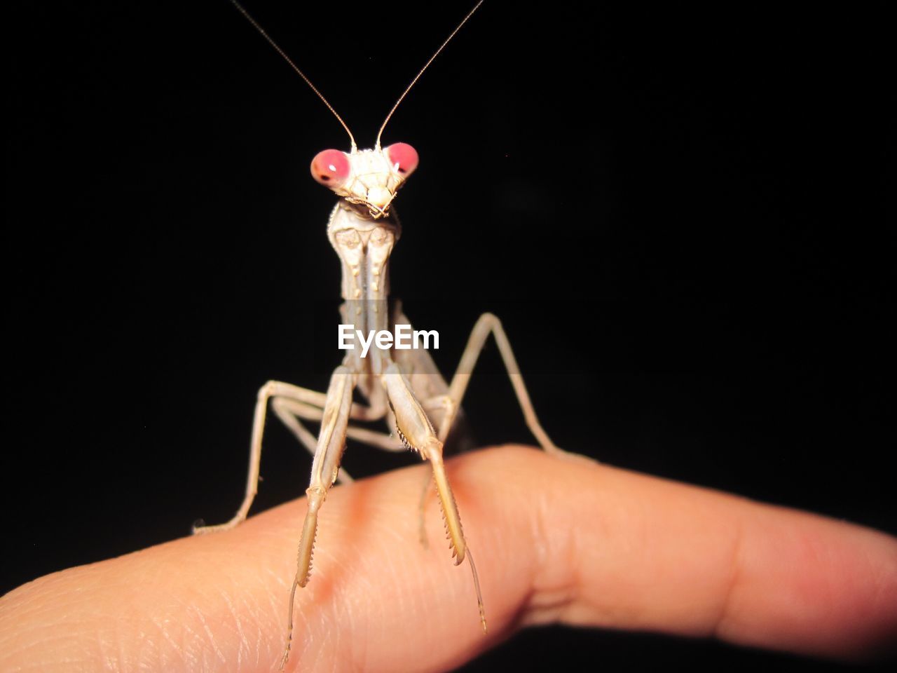 Close-up of praying mantis on finger over black background