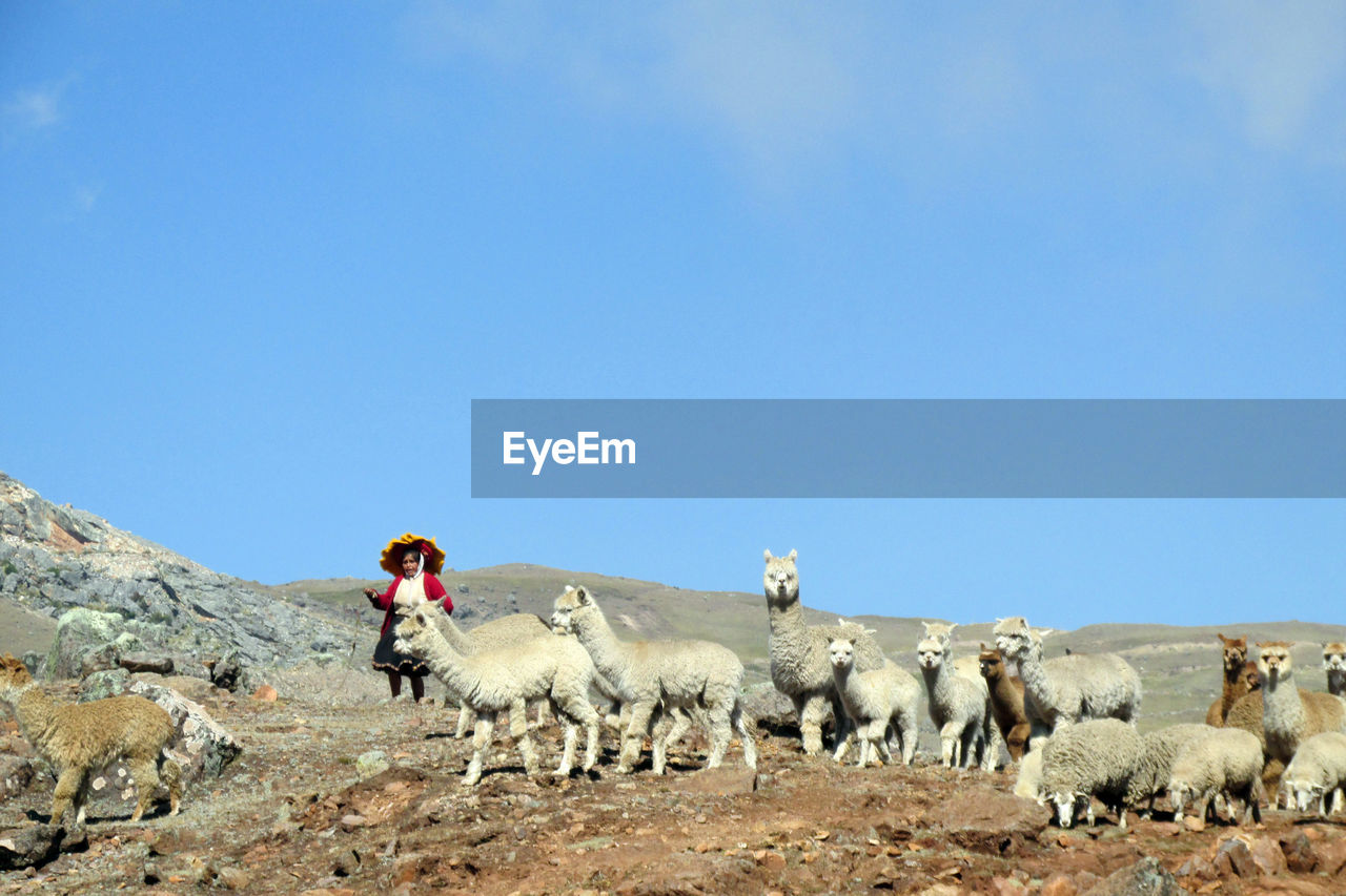 Woman with llama on landscape against blue sky