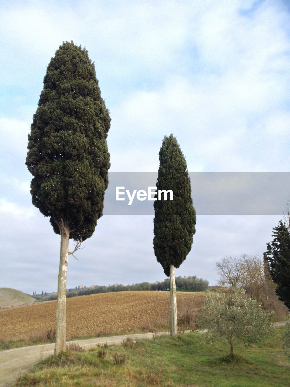 TREES AGAINST SKY