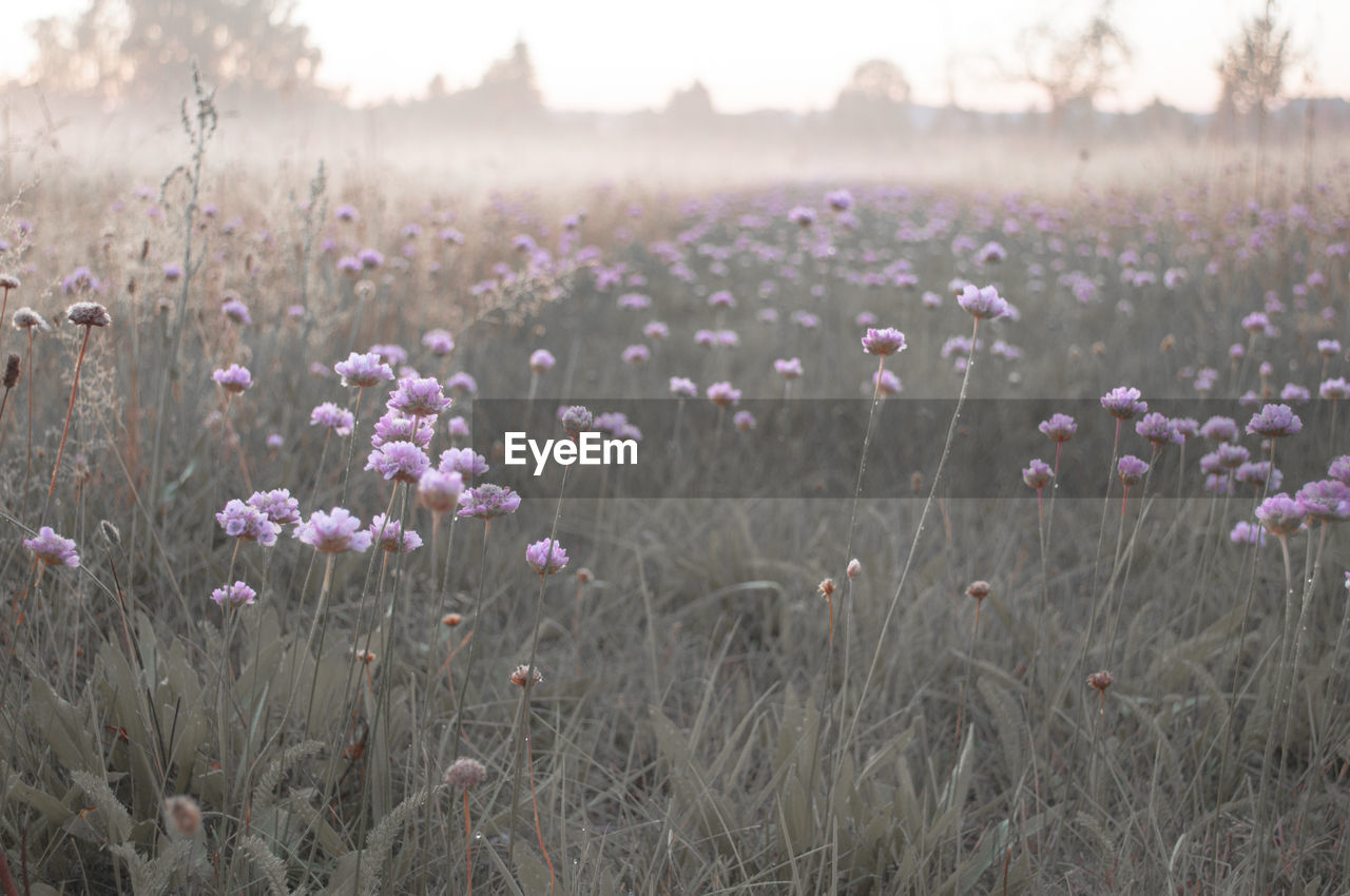 Clover flowers growing on grassy field