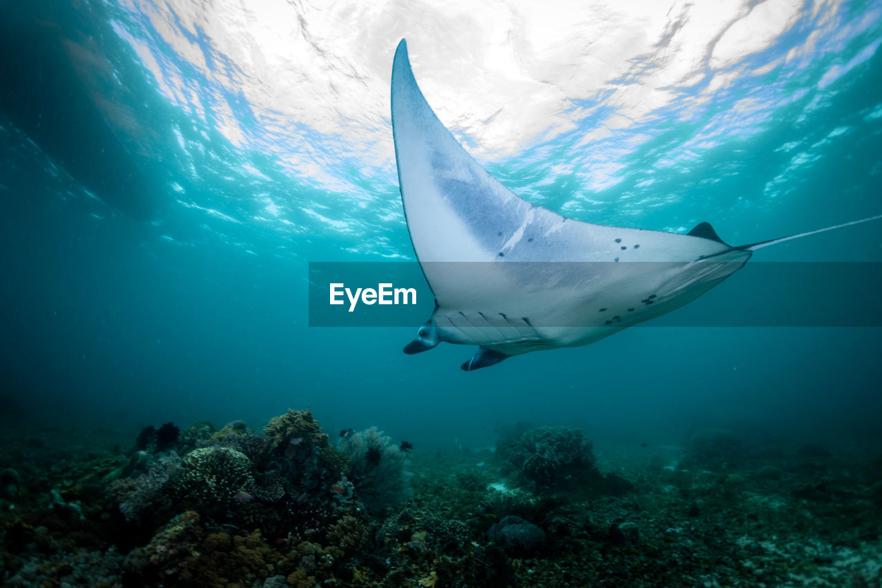 Manta swimming in sea