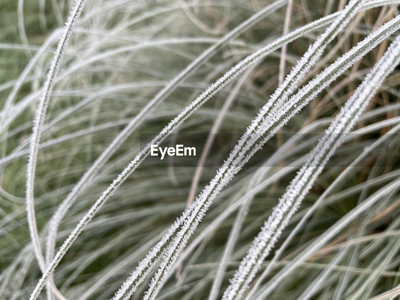 Close-up of snow on field