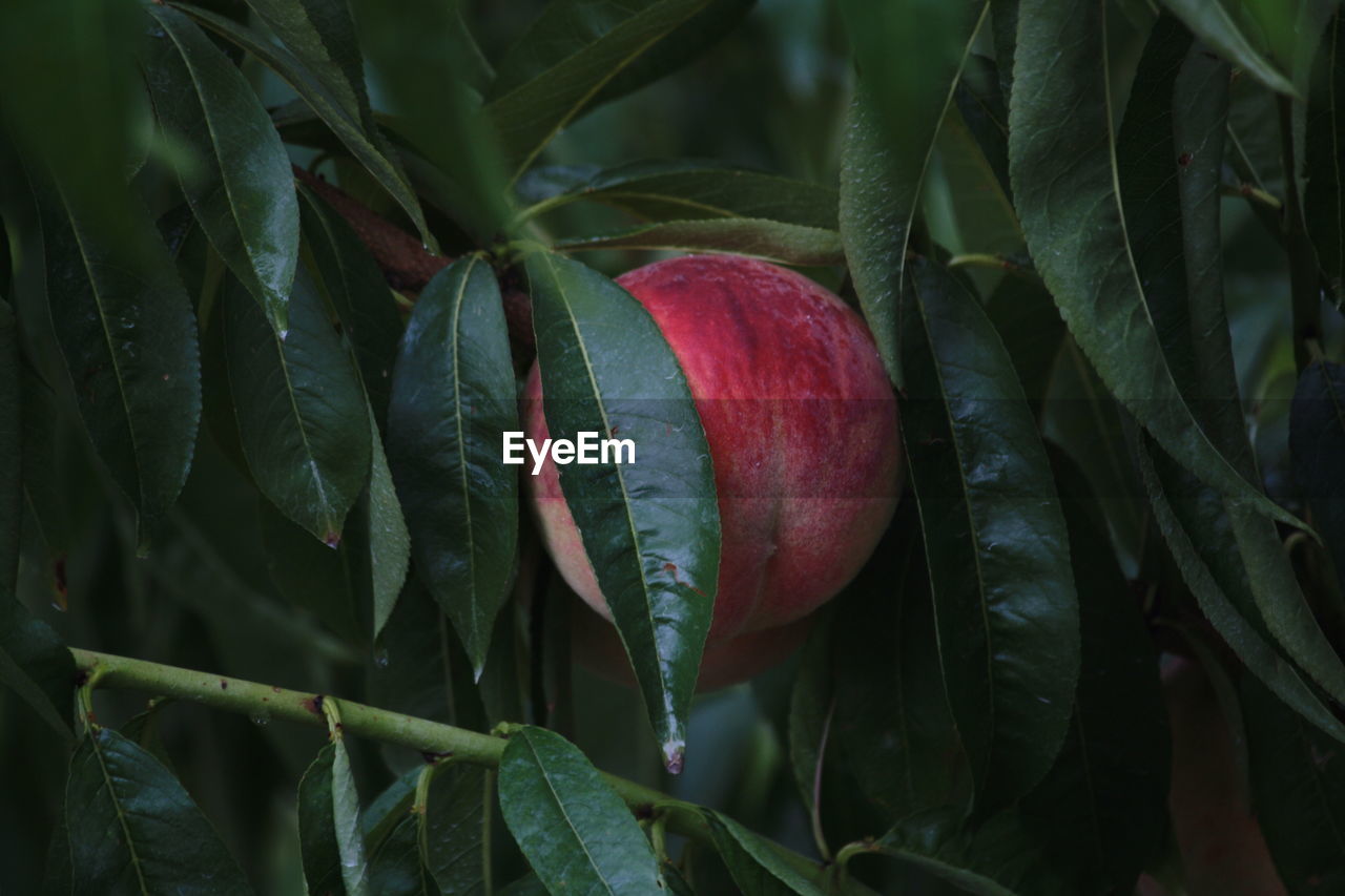 Peach growing on tree