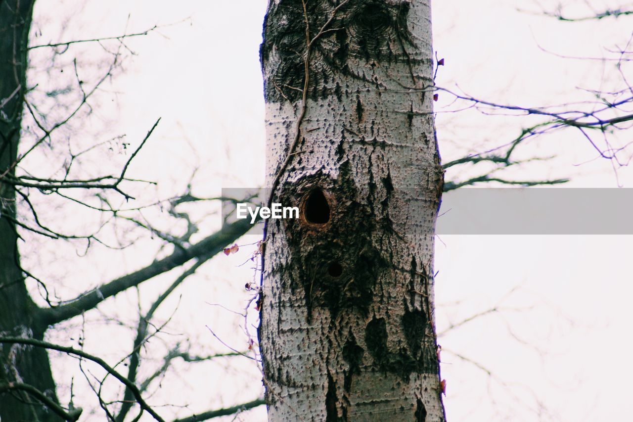 LOW ANGLE VIEW OF A BIRD ON TREE