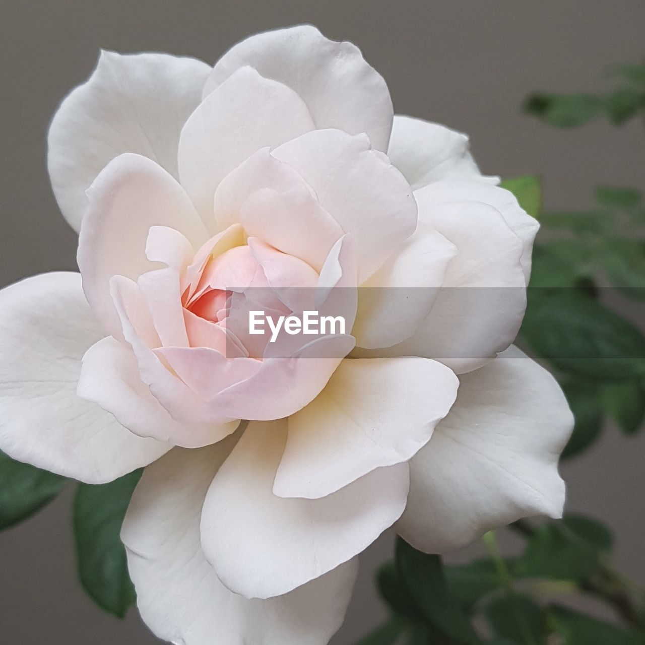 CLOSE-UP OF ROSE BLOOMING OUTDOORS