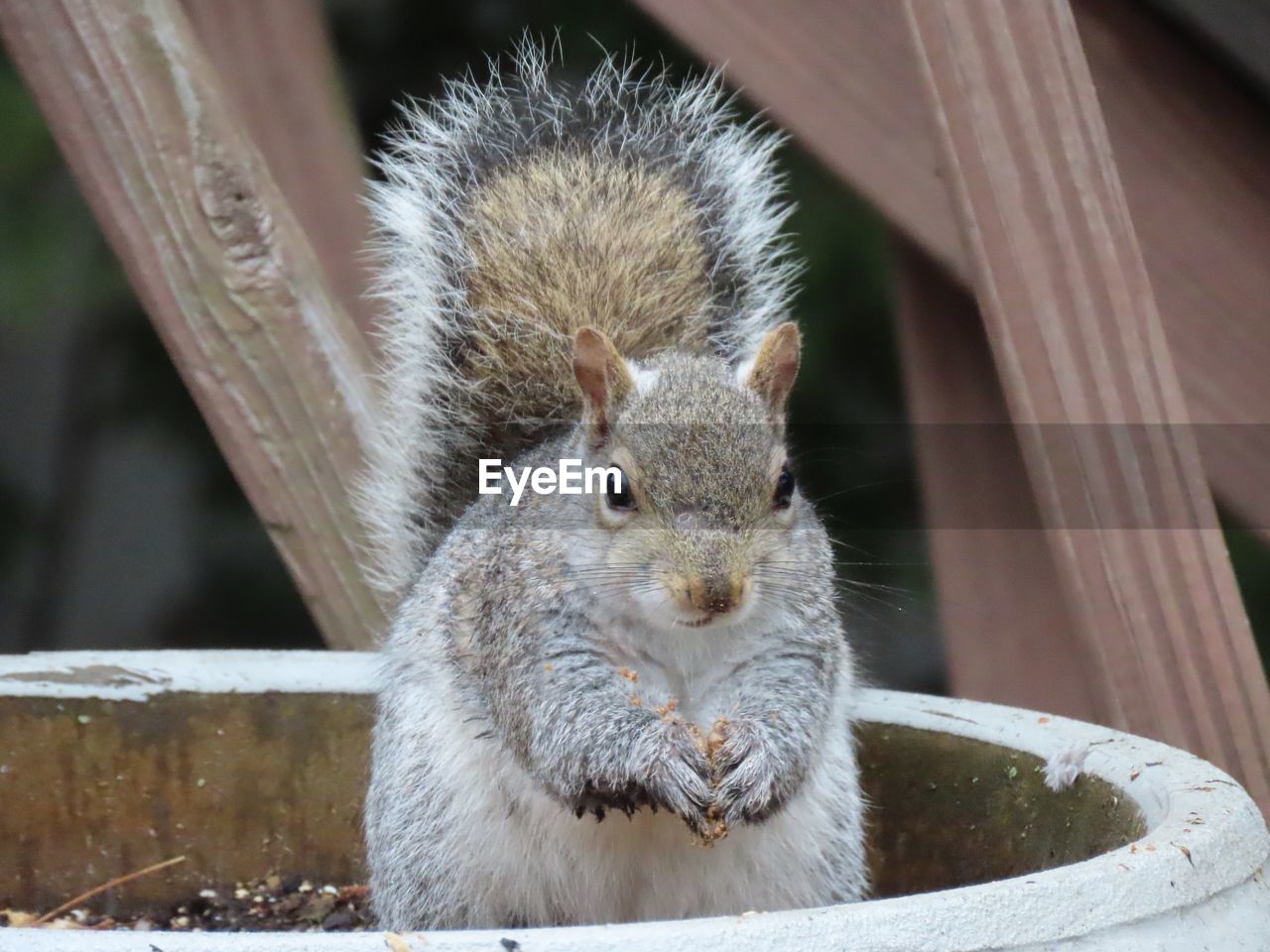 Close-up portrait of squirrel in a plant pot 