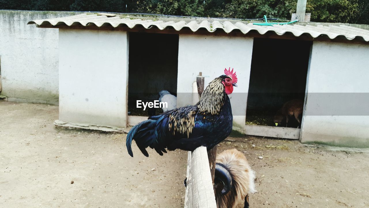 Rooster perching on fence