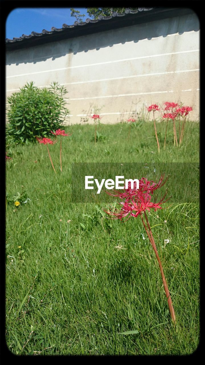 RED FLOWERS GROWING IN FIELD