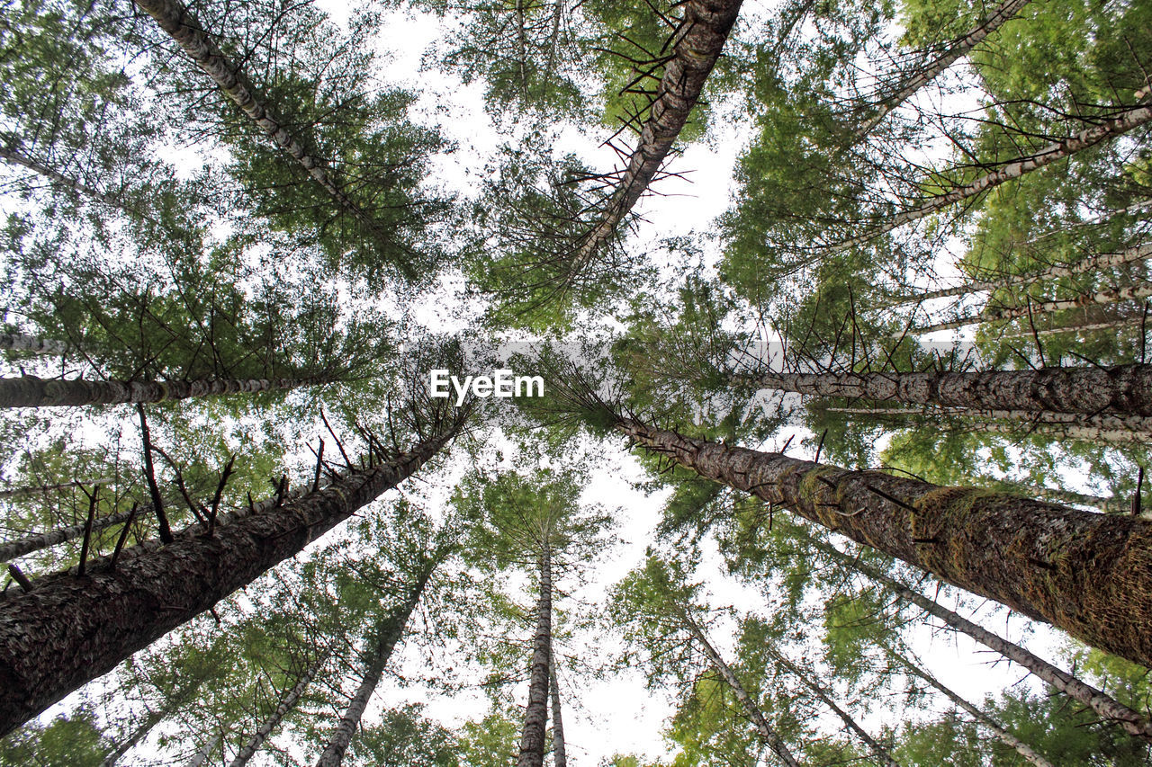 Low angle view of trees growing against sky