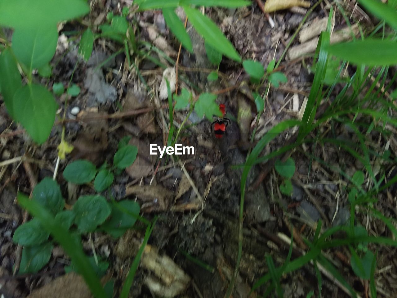 PLANTS GROWING ON A TREE