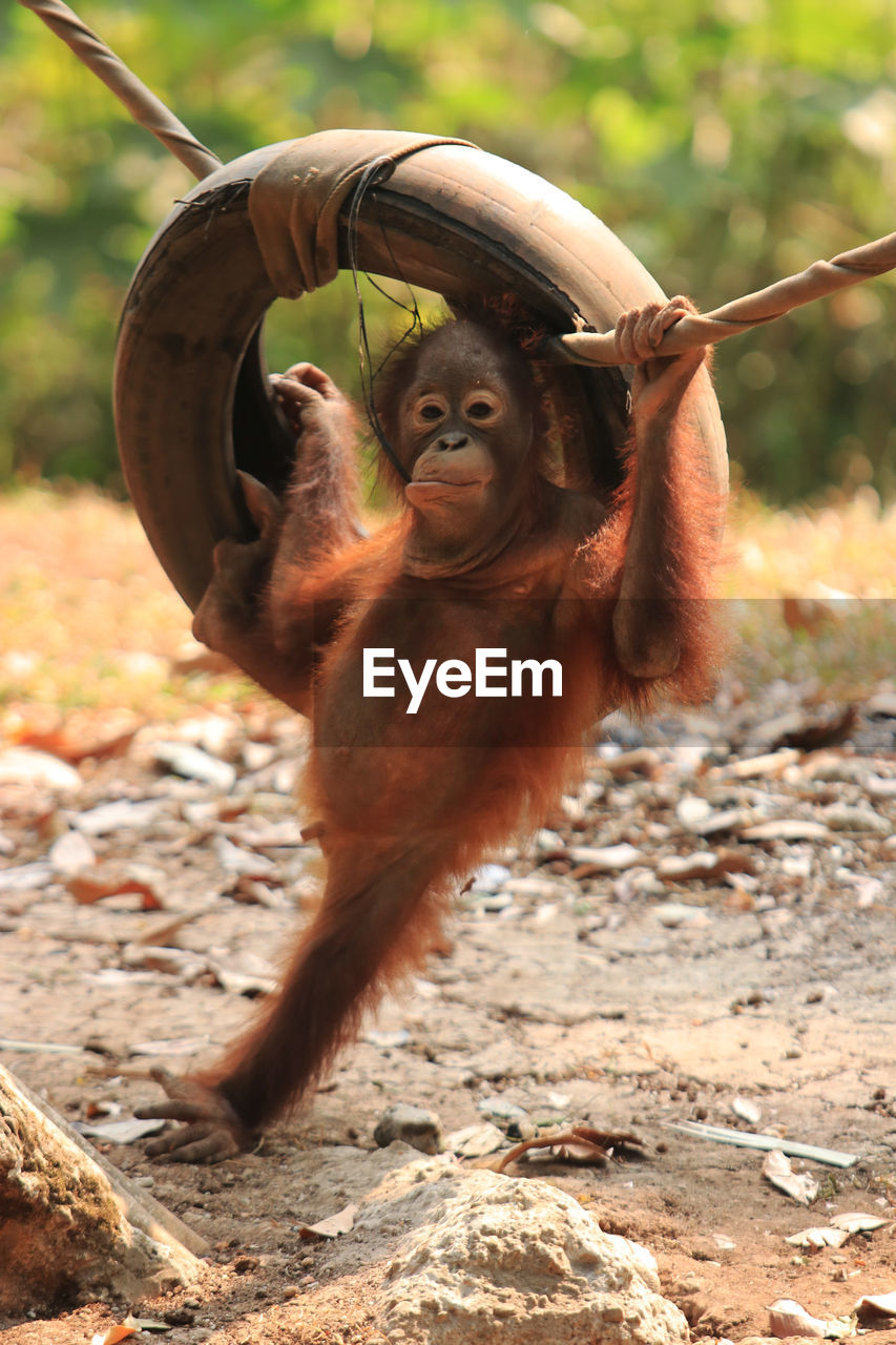 Orangutan hanging on rubber tyre 