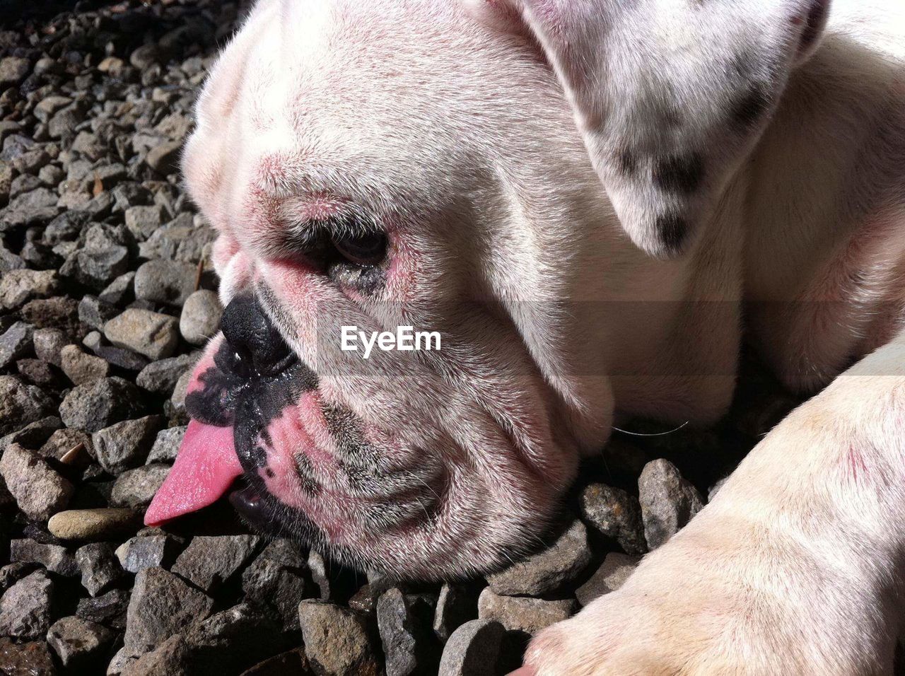 Close-up of bulldog on rocky field