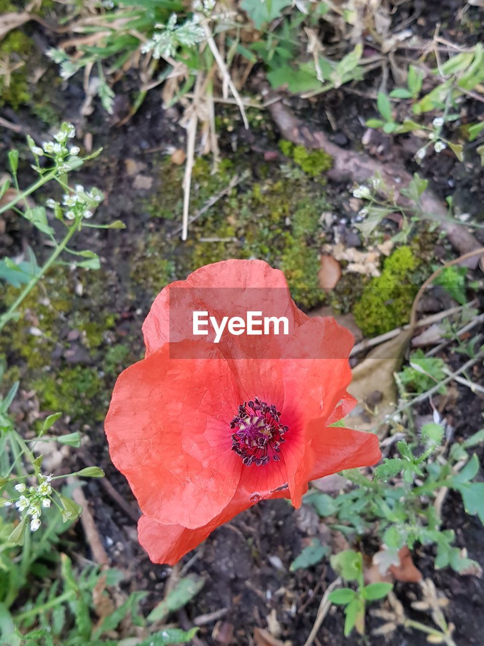 HIGH ANGLE VIEW OF RED FLOWERING PLANT ON LAND