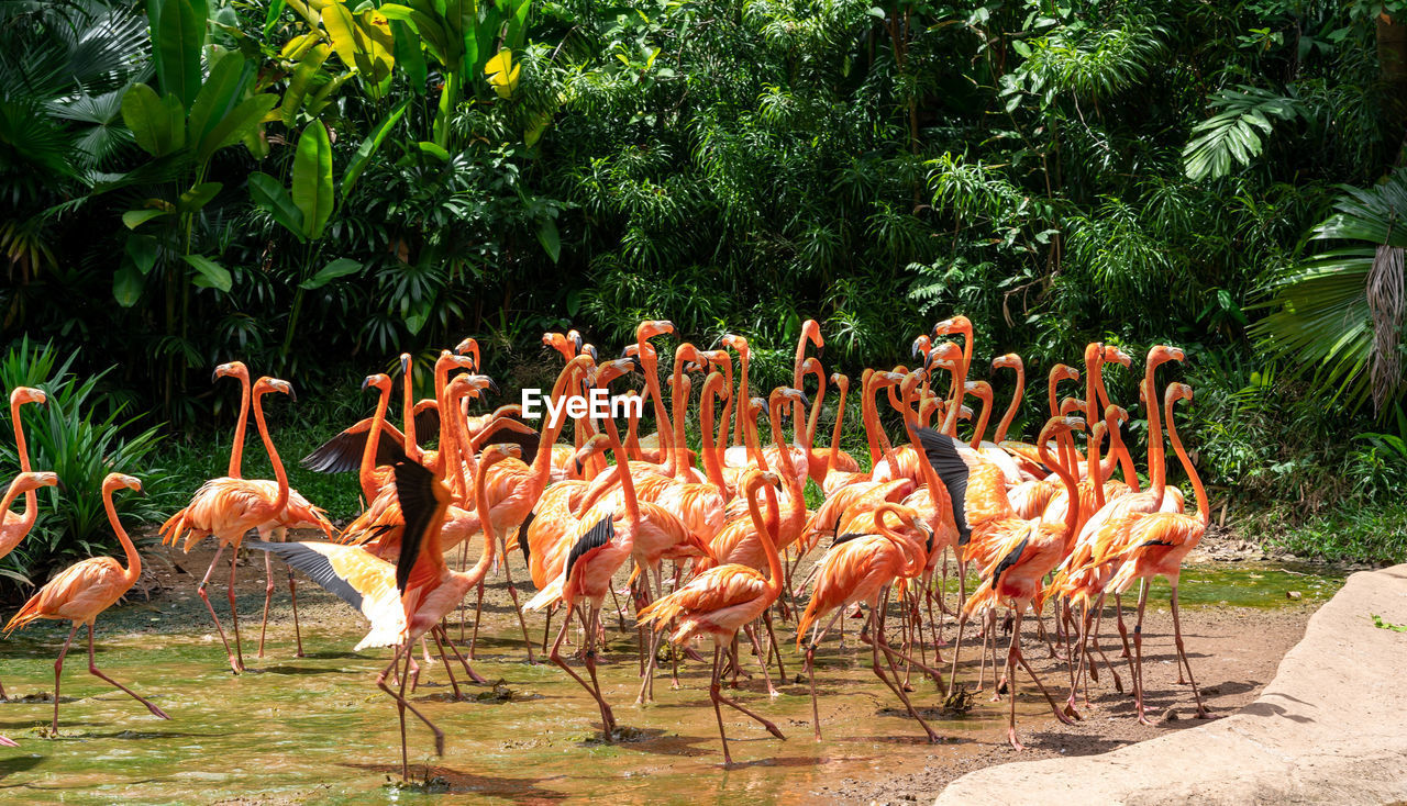 FLOCK OF BIRDS IN THE LAKE