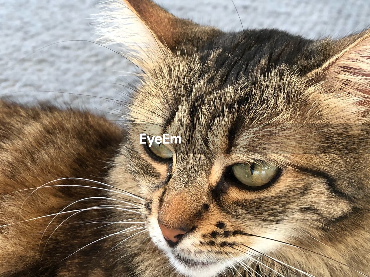 Close-up portrait of a cat