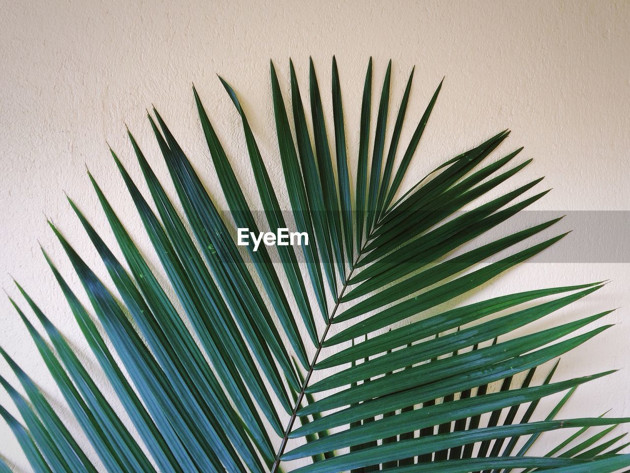 Palm leaves against wall at home