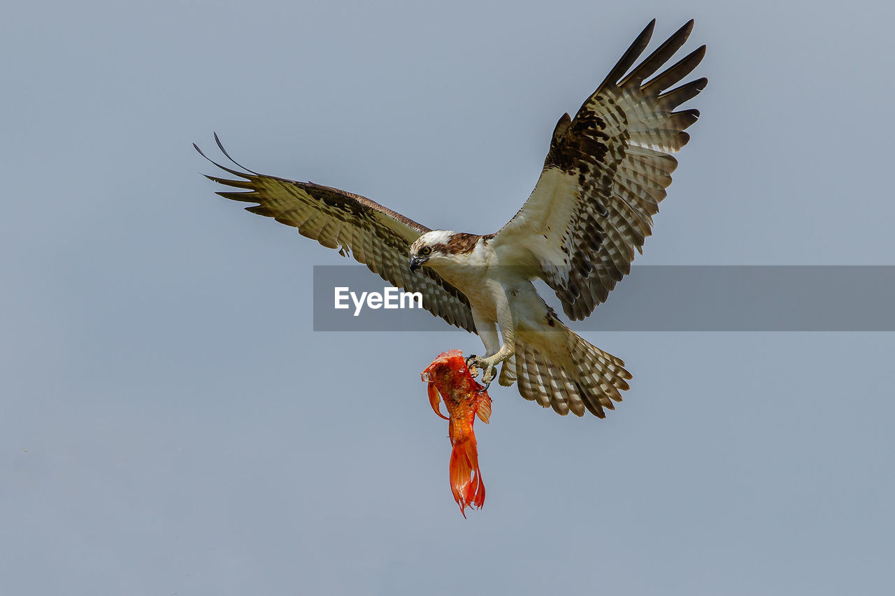 LOW ANGLE VIEW OF EAGLE FLYING AGAINST SKY