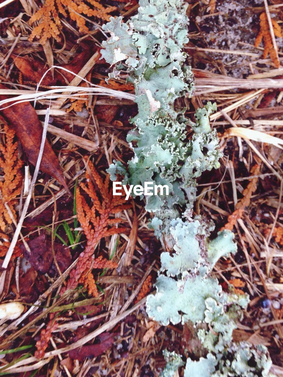 CLOSE-UP OF PLANT