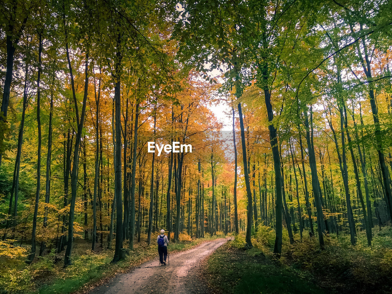 Rear view of woman walking on road in forest