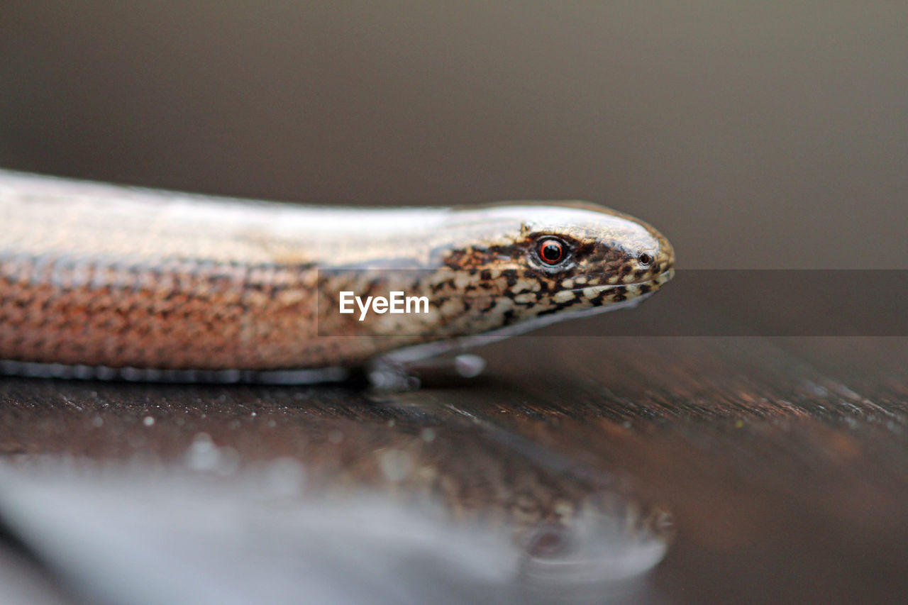 Close-up side view of a snake