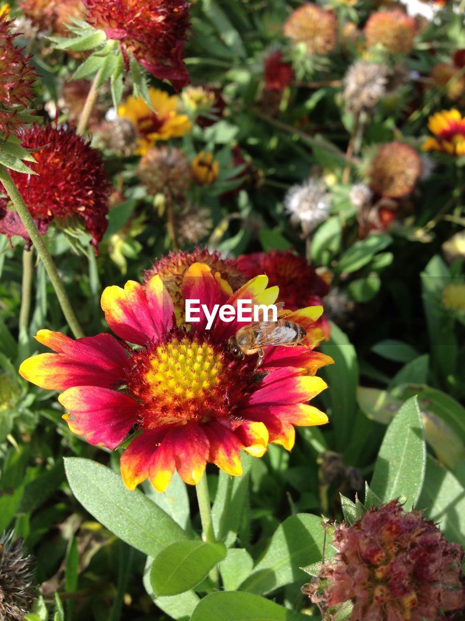 CLOSE-UP OF RED FLOWERS