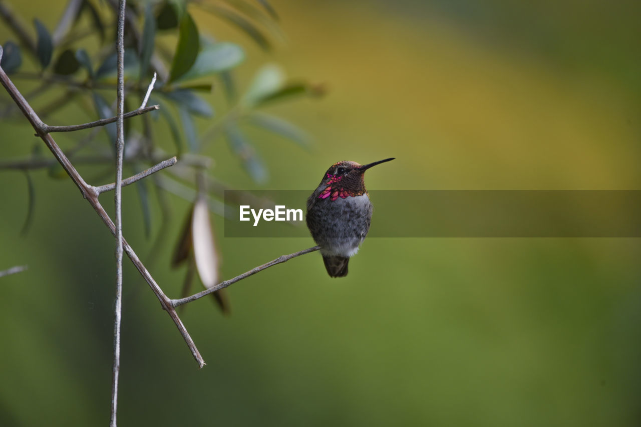 CLOSE-UP OF A BIRD PERCHING ON LEAF